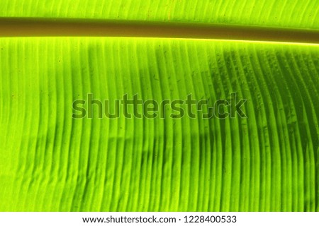 Banana leaf background.