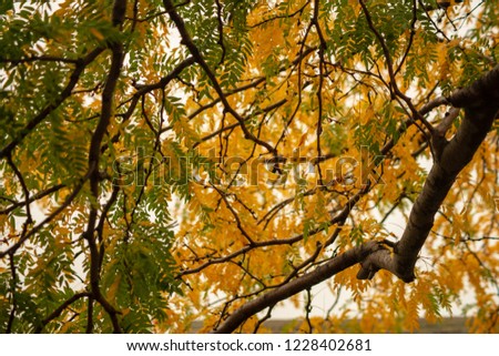 Branches in autumn colors in Northwestern Pennsylvania.  Rainy autumn day