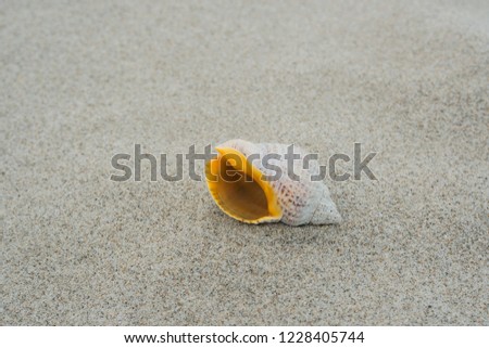 seashell washed up on the beach, New Zealand, north island
