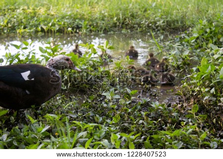 Scene of an adult duck following some ducklings into a little pond.