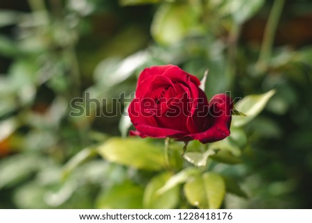 Red Rose On A Green Background. Depth Of Field. Close Up.