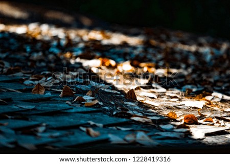 Leaves dry on the roof. Under the Light and Shadow,soft focus.