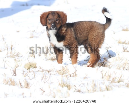 English Shepherd puppy standing in the snow