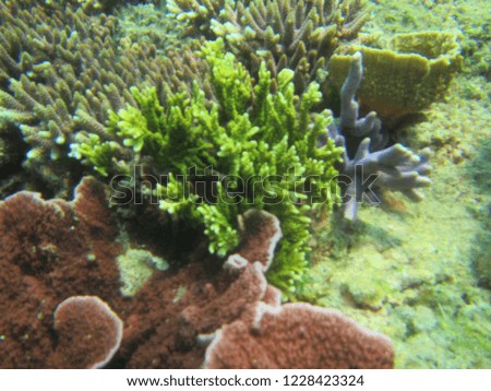 Underwater panorama and coral reef