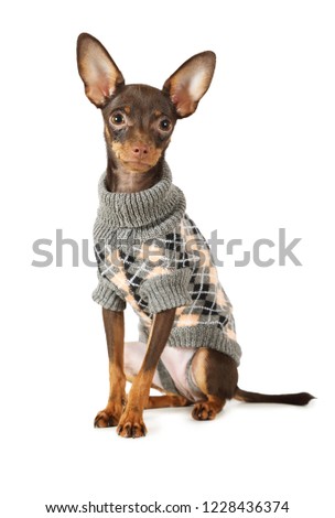 Puppy the toy terrier (four months old)  dressed in a warm sweater isolated on white background
