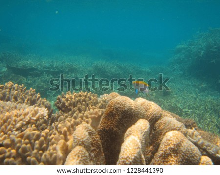 Wonderful and beautiful underwater world with corals