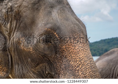 Sad elephant eye blur background detail