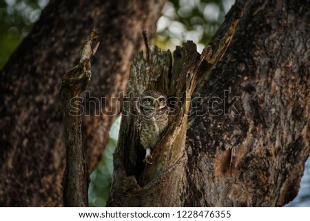 Spotted owlet in the hollow of tree, park of Thailand.