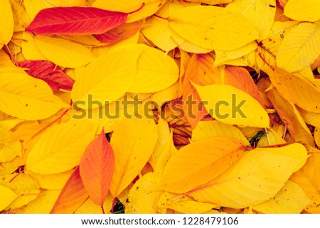 Outdoor maple leaves leaf yellow gold orange red background nature color in copy empty space for banner windy fall in autumn sun holiday vacation season in happy relax cool weather Europe Japan travel