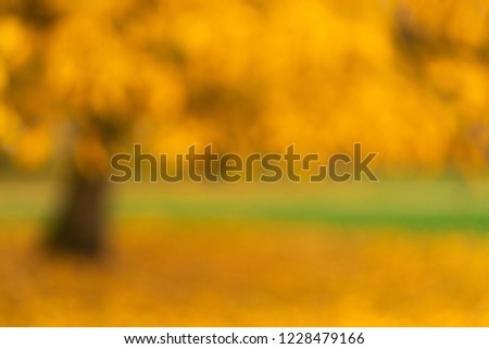 Blur yellow gold orange red background nature color with copy empty space for banner windy maple leaves leafs fall in autumn sun holiday vacation season in happy relax cool weather Europe Japan Travel