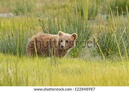 A brown bear cub standing in some tall grasses