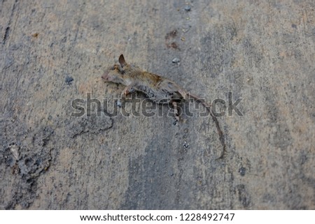 Dead rats on the roadside Royalty-Free Stock Photo #1228492747
