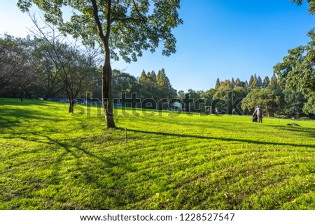 green lawn in city park