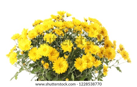 Beautiful bouquet of colorful chrysanthemum flowers on white background
