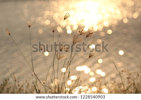 grass flower in the summer with sunset bokeh background