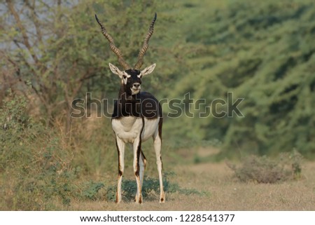 Indian Blackbuck (Antilope cervicapra). The long, ringed horns, are generally present only on males, though females may develop horns as well. Males mature later, at one-and-a-half years.