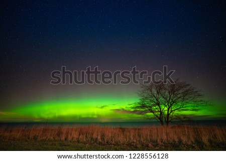 Beautiful night with starry sky, sillhouete of a tree and colorful northern lights.