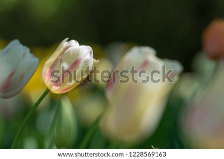 Gorgeous bright yellow tulips with pink stripes in a flower bed on a blurry background