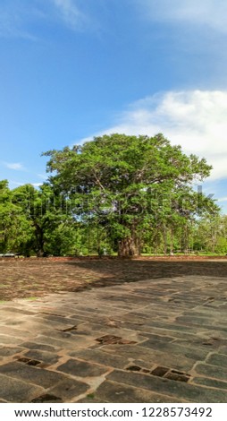 Buddhist Bodhi tree (Ficus religiosa). Sri Lanka. 