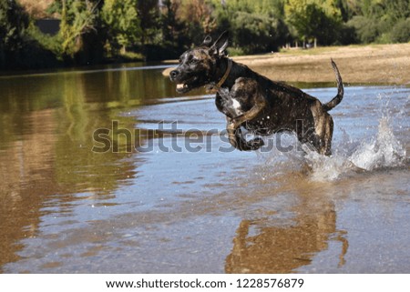 Dog puppy in the river