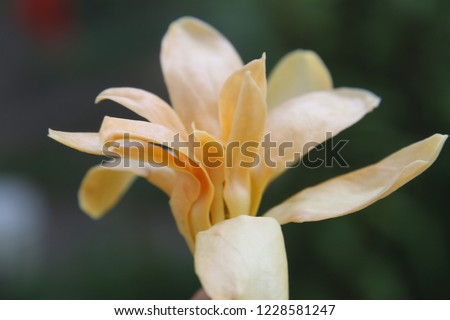 Macro close up.Champaka flower(Magnolia champaca, champak Michelia champaca.In the Philippines, it is  known as tsampaka, sampaka or sampaga.
