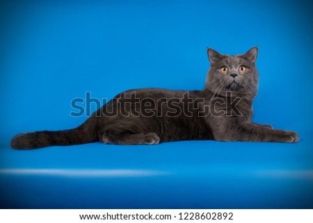 Studio photography of a british shorthair cat on colored backgrounds