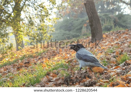 Autumn Bird Picture