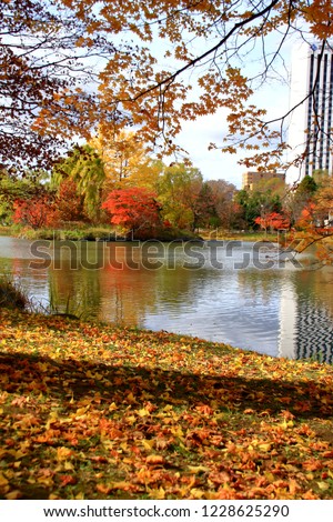 Fall scenery of Hokkaido, Sapporo, Nakajima Park,