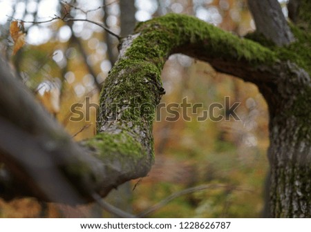 Autumn Forest Picture