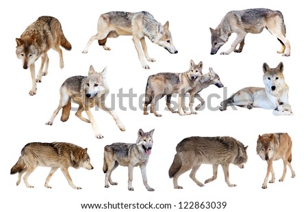 Set of grey wolves. Isolated  over white background