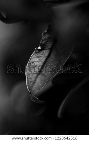 Shot of a detailed leaf against exposed light with monochrome finish.