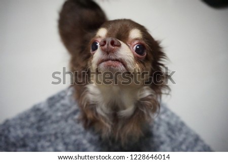 Closeup picture of a Chihuahua dog breed looking cute and innocent. Small brown furry doggy. Mini canine. 