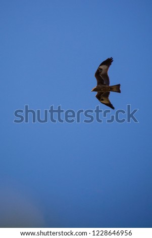 an eagle flying in the blue sky