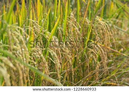 Close up of rice grown in the field.