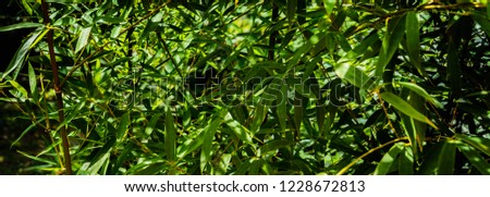Original texture of natural green bamboo background of elegant thin green leaves. Natural sunlight. Nature concept for design.