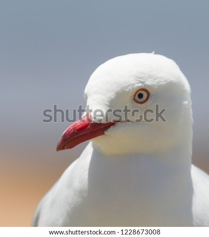 Portrait of seagull with face turned and blurred background