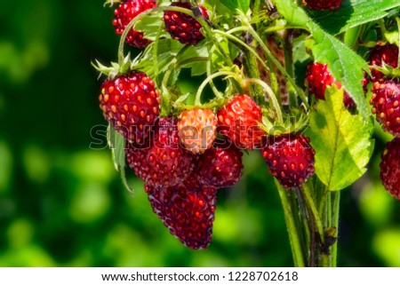 bouquet of wild strawberry on a green background