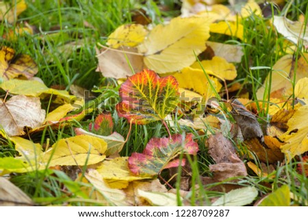 
colors of autumn. a multi-colored carpet of their autumn foliage. contrast photo with leaves.