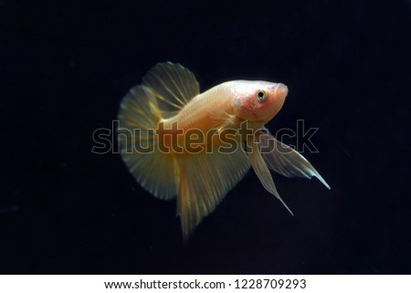 Fighting fish solid gold color with dark background. Betta golden color.