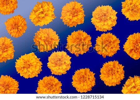 Yellow marigold flower in blue background