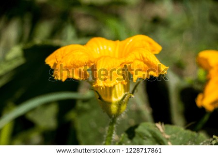  The pumpkin flower in the garden