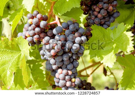 Grapes on a grapevine with wood background