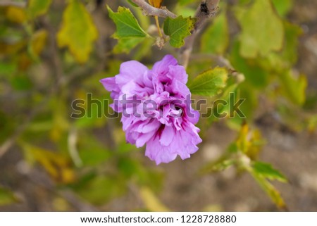 Purple flower macro Plant close up Nature macro Flower with blur background Purple plant Flower in the center of cadre