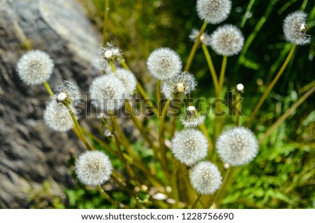 Close-up photo of ripe dandelion in grass with field flowers