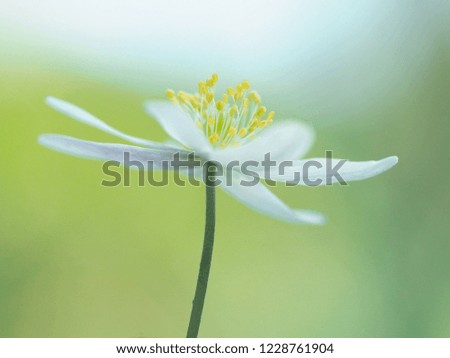white anemone flower in soft green background