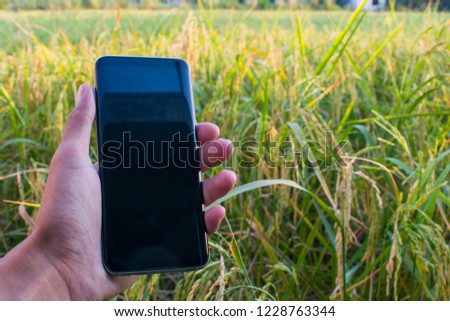 Use mobile at rice farm.