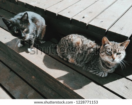 cats bask in the sun