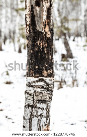 birch forest, tree trunk close up, winter