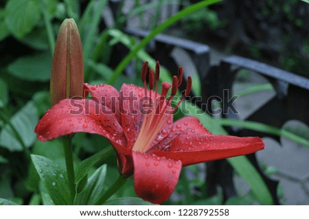 red lily flower after the rain