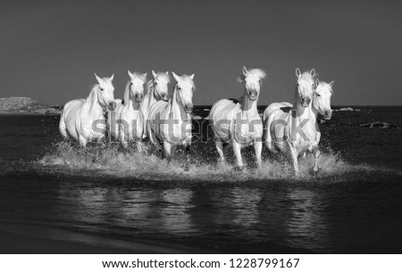 White Camargue Horses galloping along the beach in Parc Regional de Camargue - Provence, France (black and white) Royalty-Free Stock Photo #1228799167